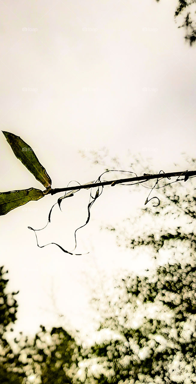 Spanish Moss entwined around oak branch against cloudy sky