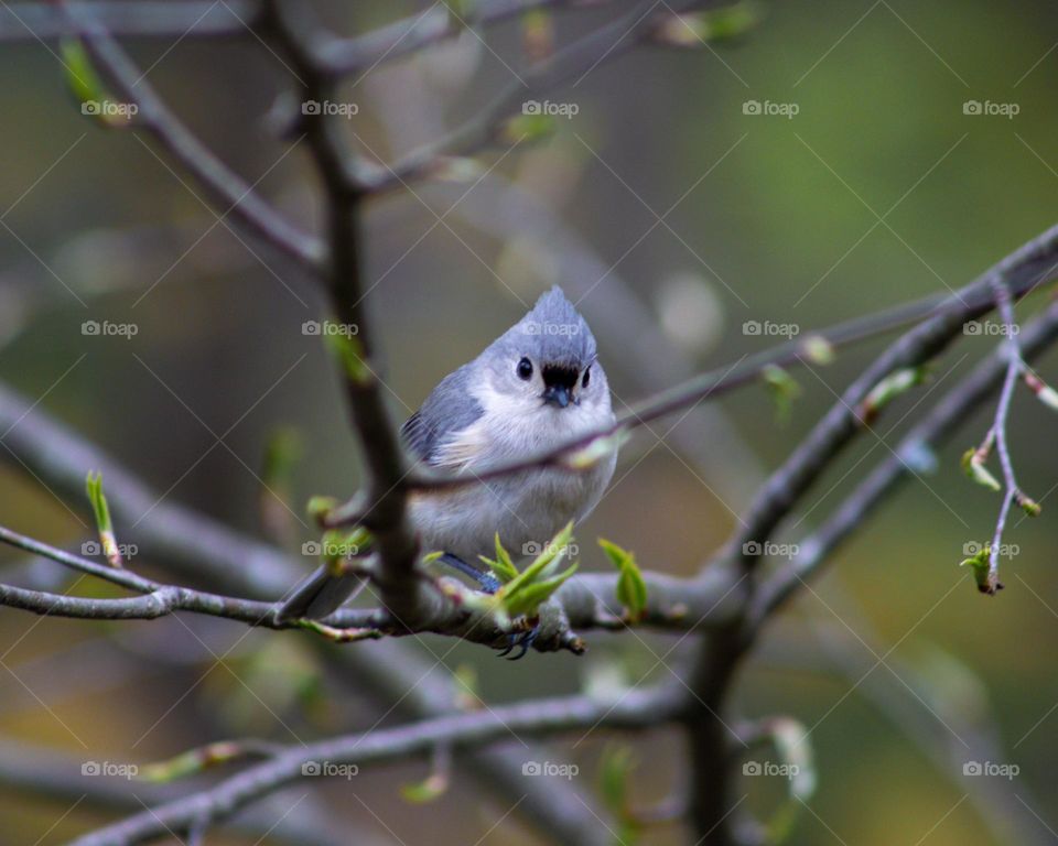 A new Spring addition perched on a blooming tree