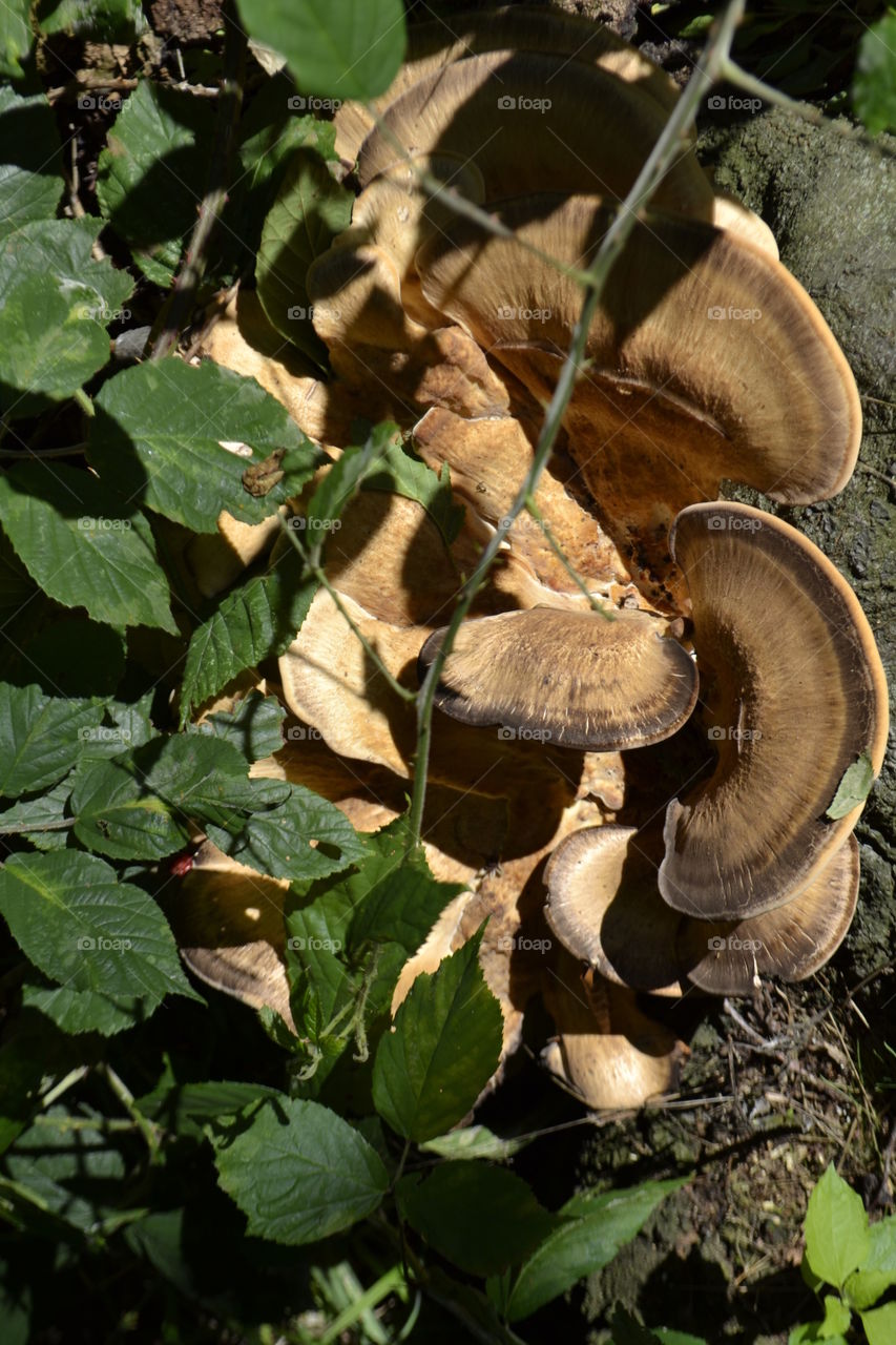 Ear shaped mushrooms. Just beautyful.