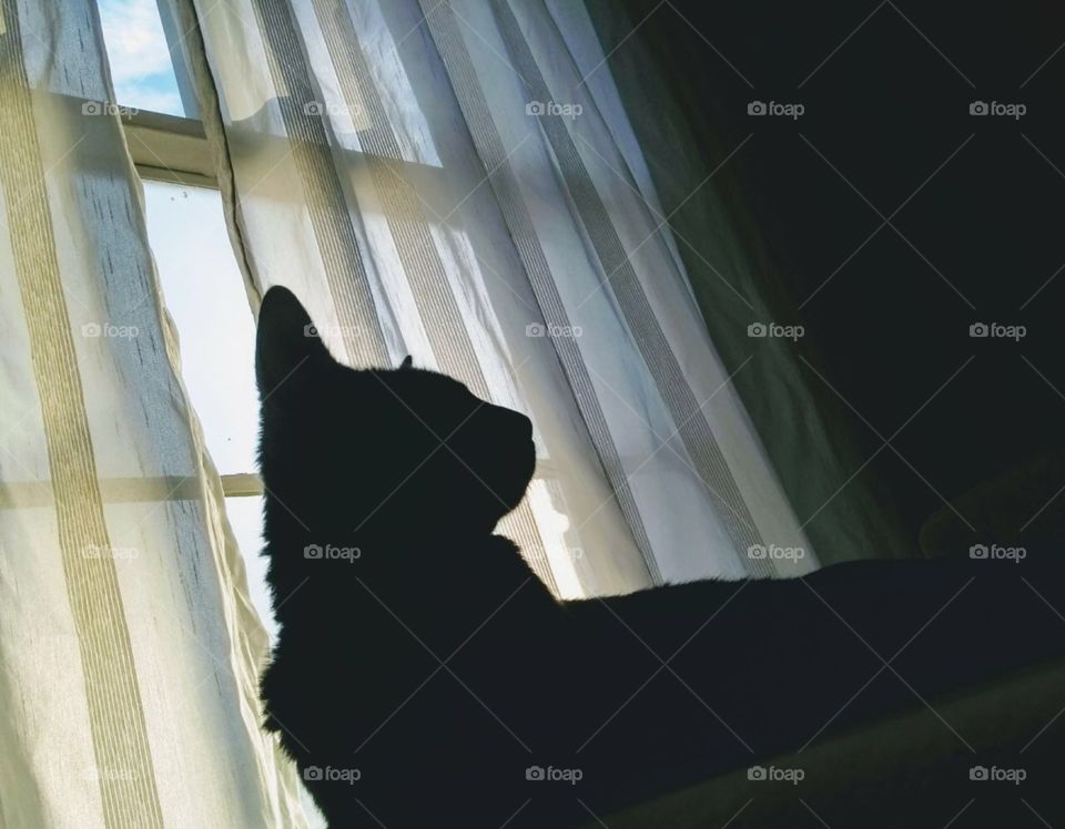 Shadow black cat