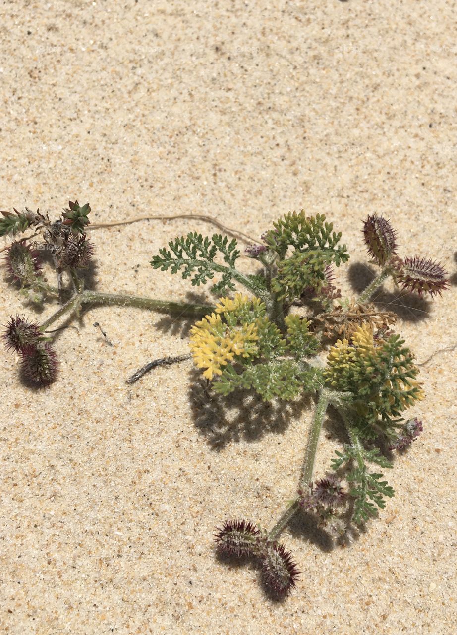 Vegetal in sand