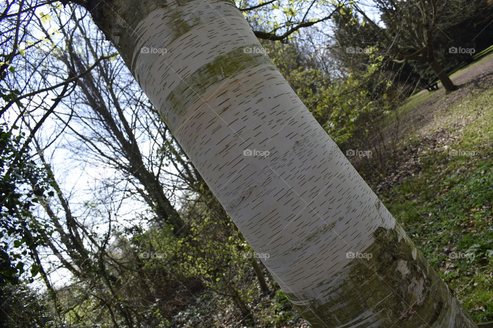 Shaven tree taken on a Nikon D3300