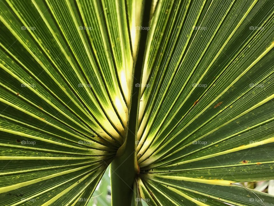 Creative texture-Palm frond