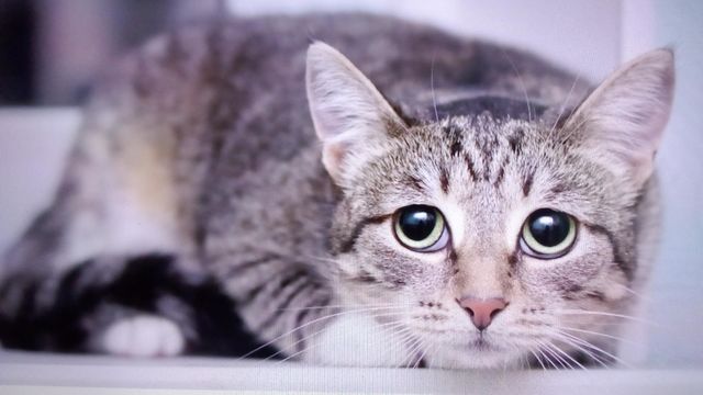 Sad Cat