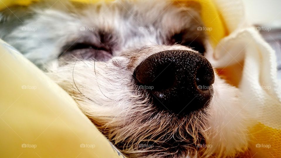 the wonderful world of naps