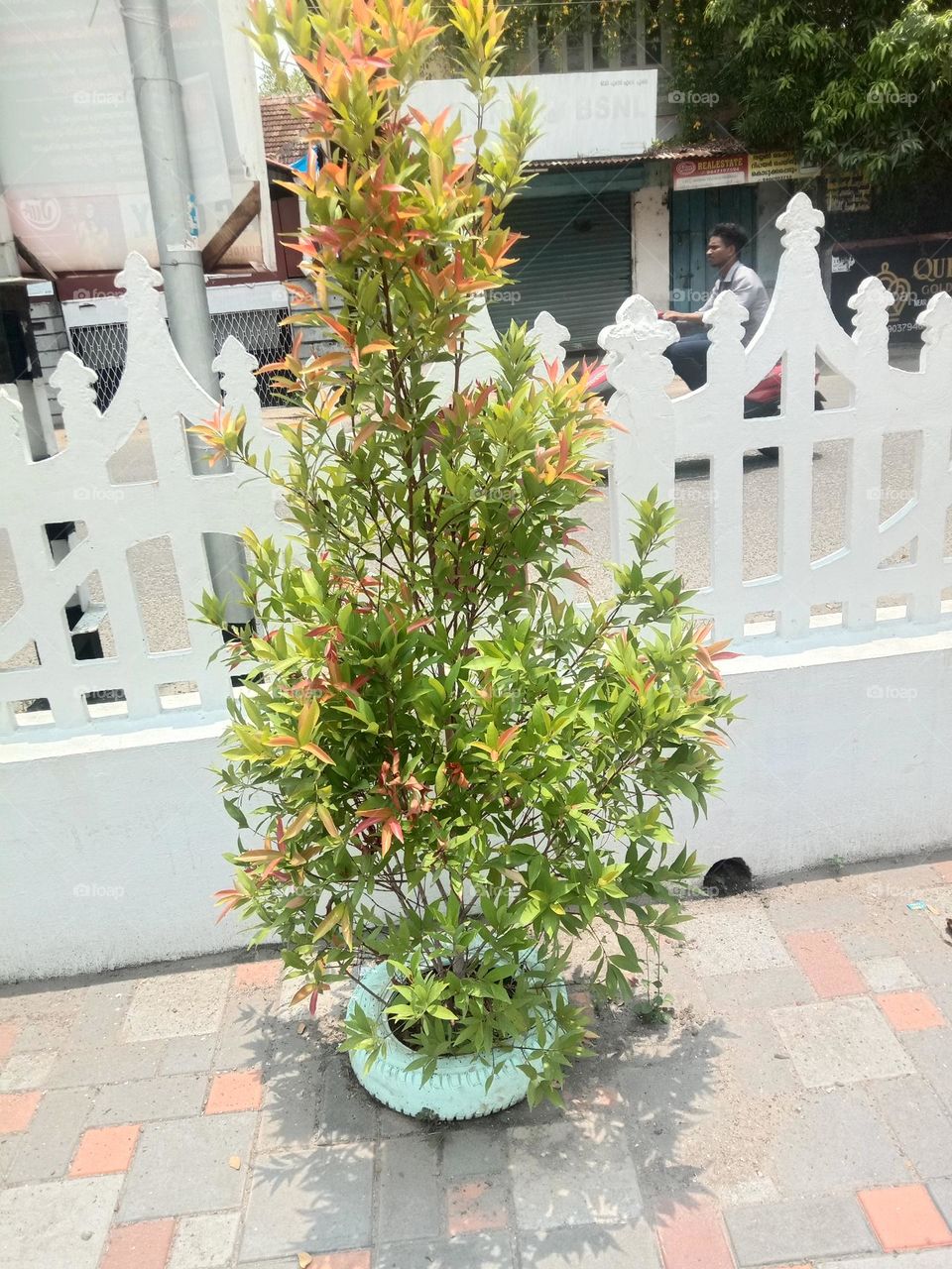 bloom & grow with grace but always be grounded. That's were you are from.