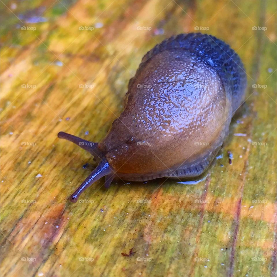Slow, Snail, Gastropod, Slimy, Slug