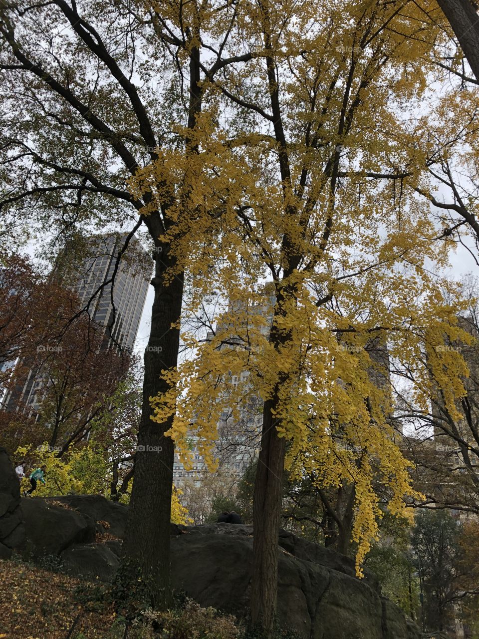 Fall Vibes in Central Park