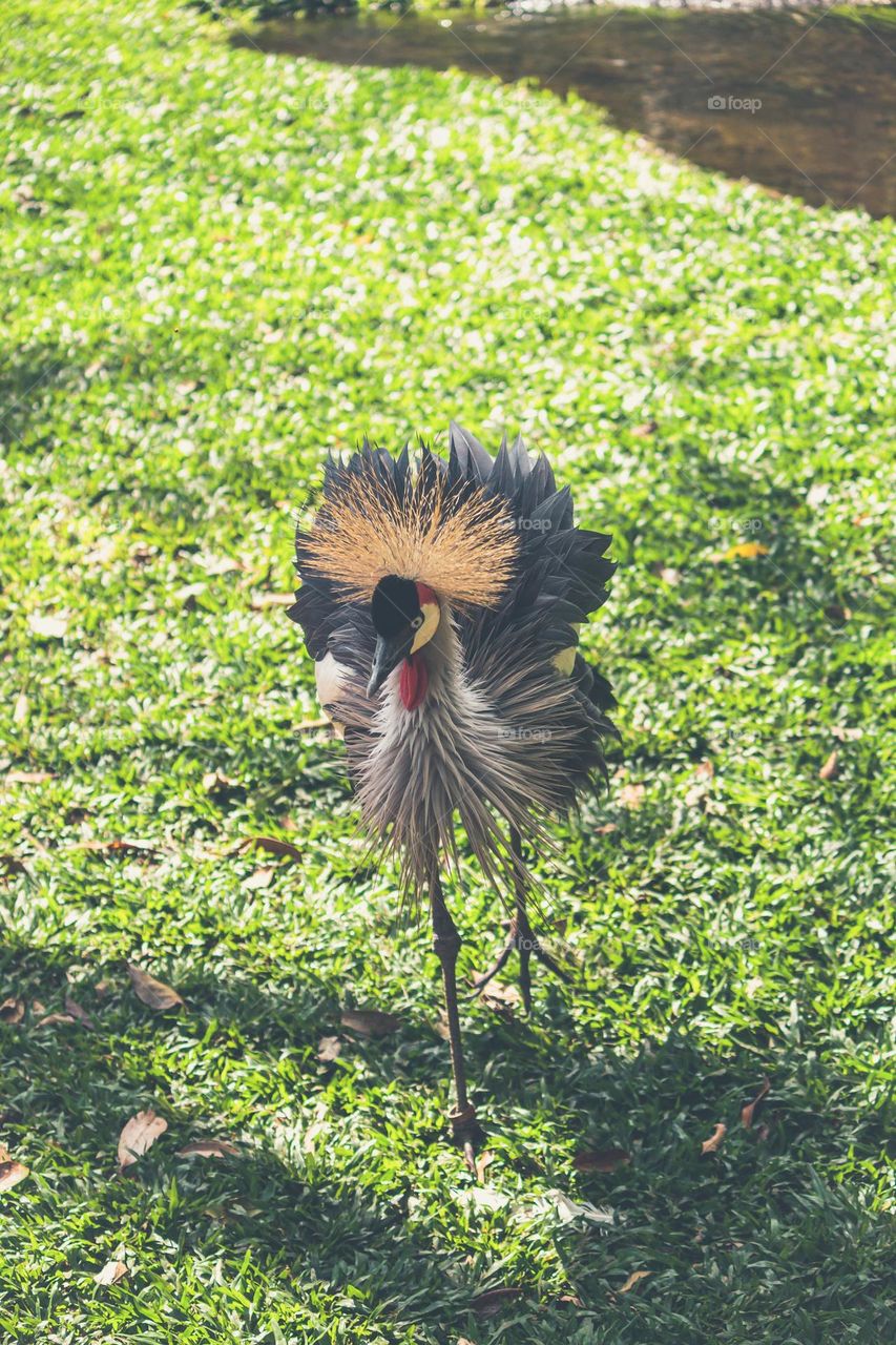 Black and gray birds