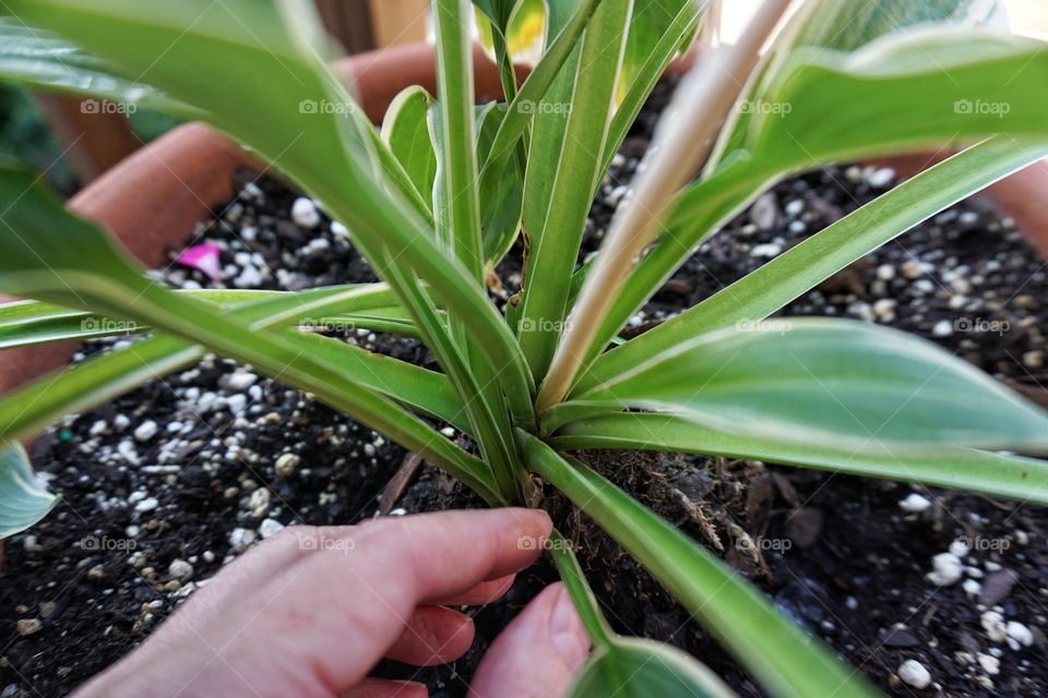 Preening Hosta Plant 