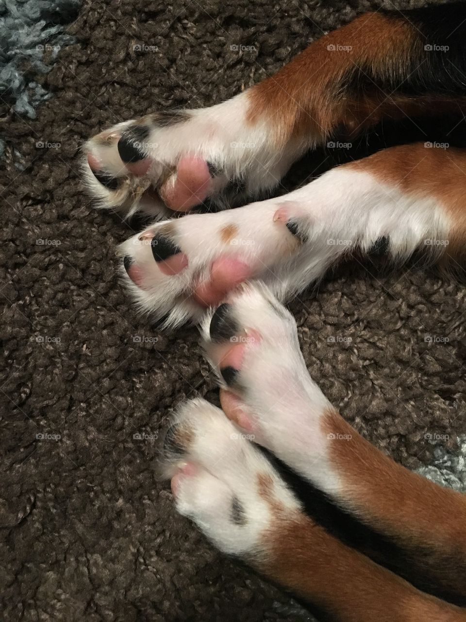 PAWS