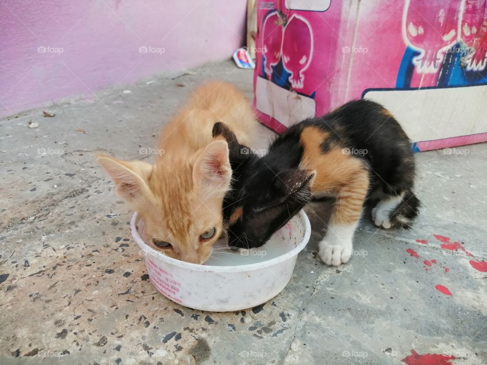 Furry friends. Two cute little cats drinking milk.