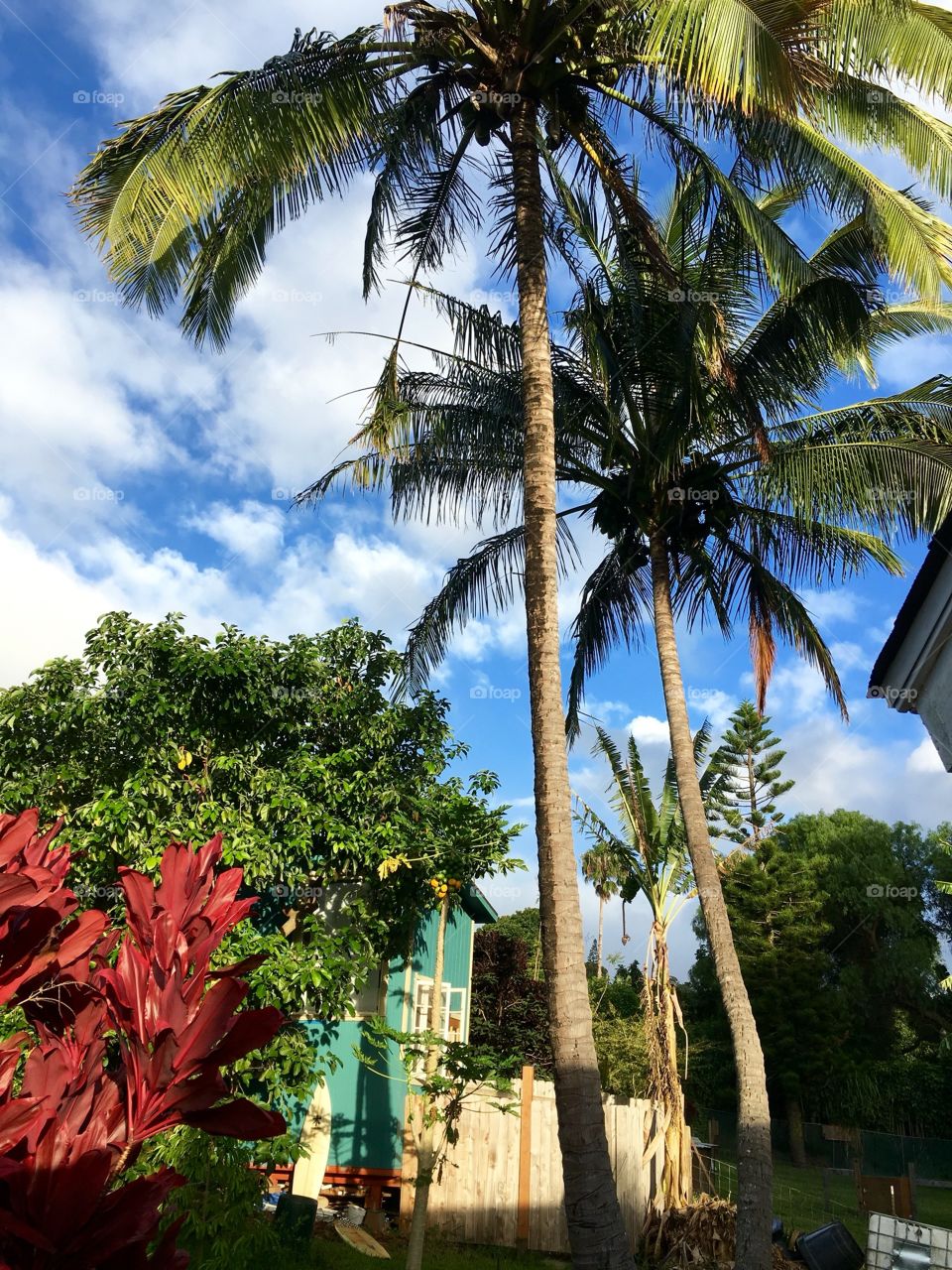 Tiny house peeks through tropical foliage