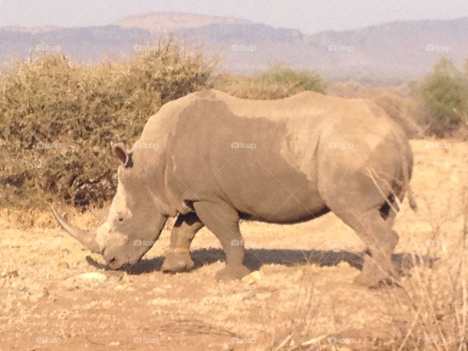 The endangered rhino from South Africa