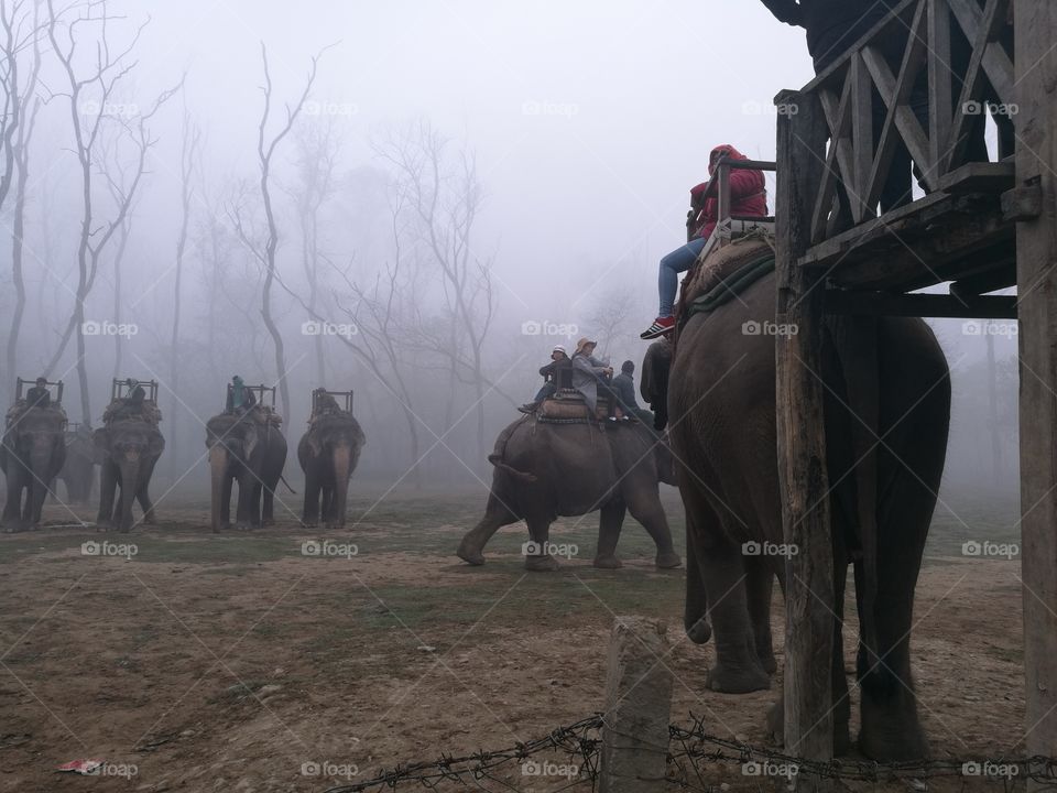 Famous elephant safaris from Chitwan National Park, Nepal.