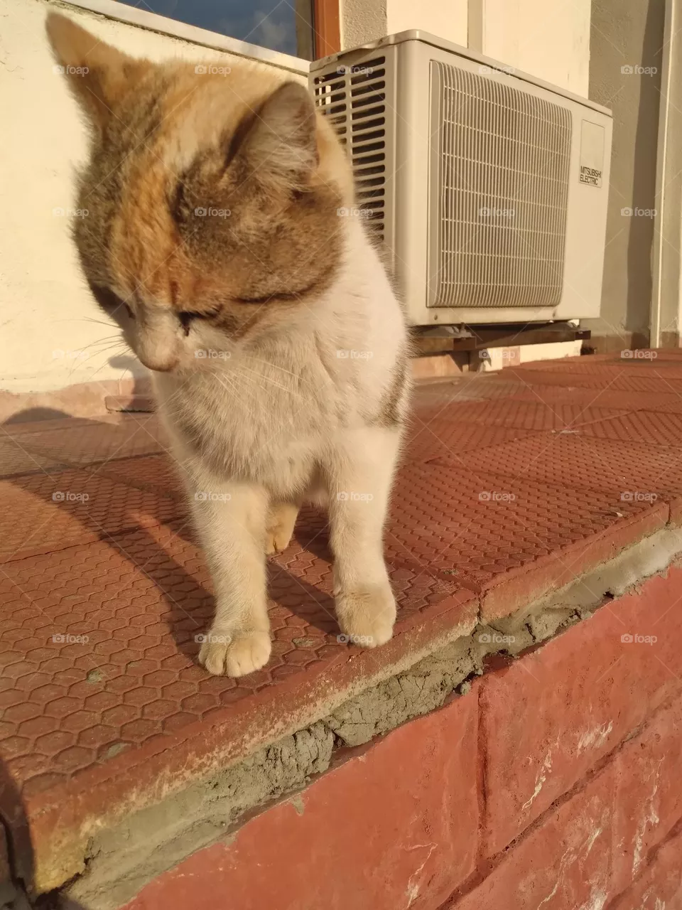 cat