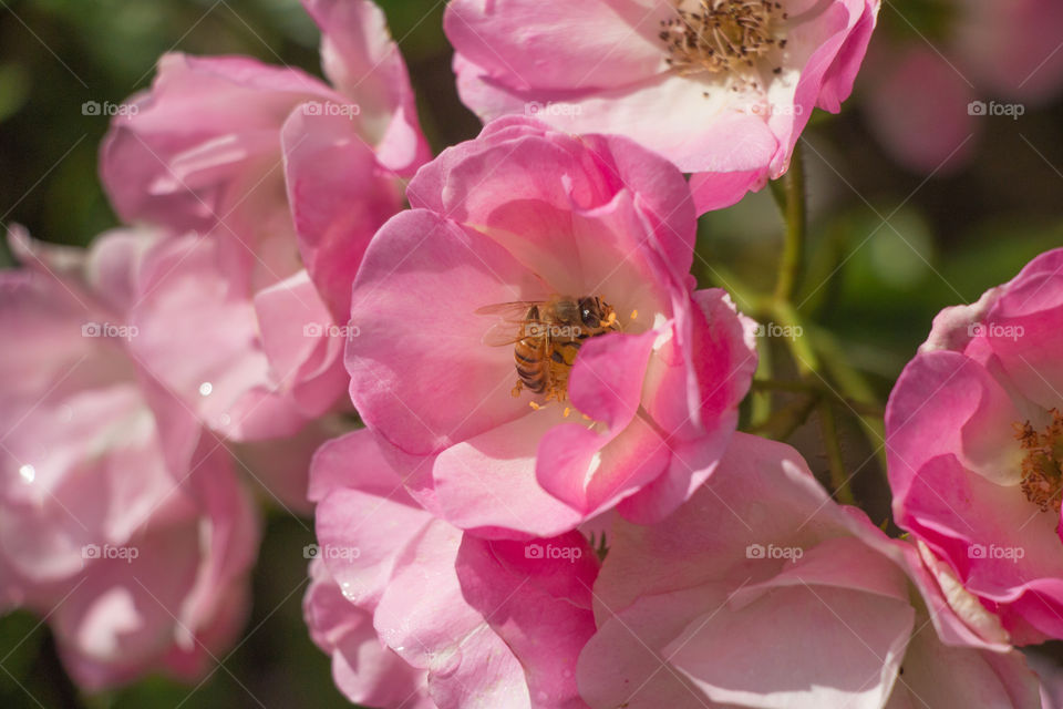 Bee in rose