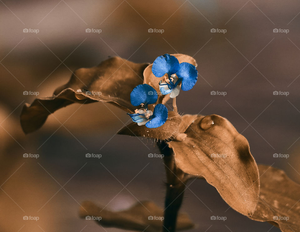 Asiatic day flower  - brown shade