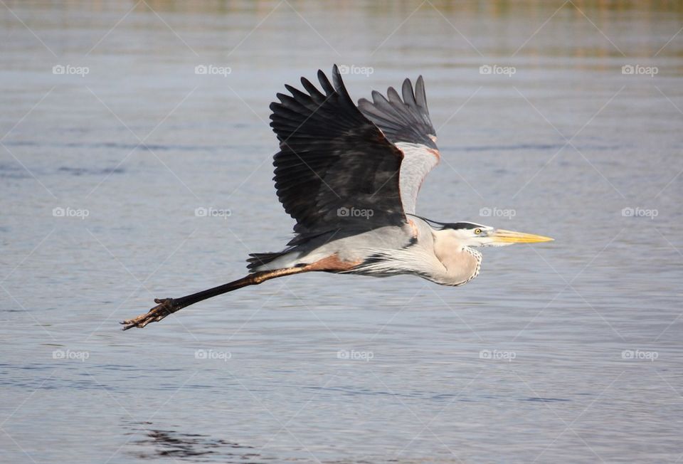 Heron in flight