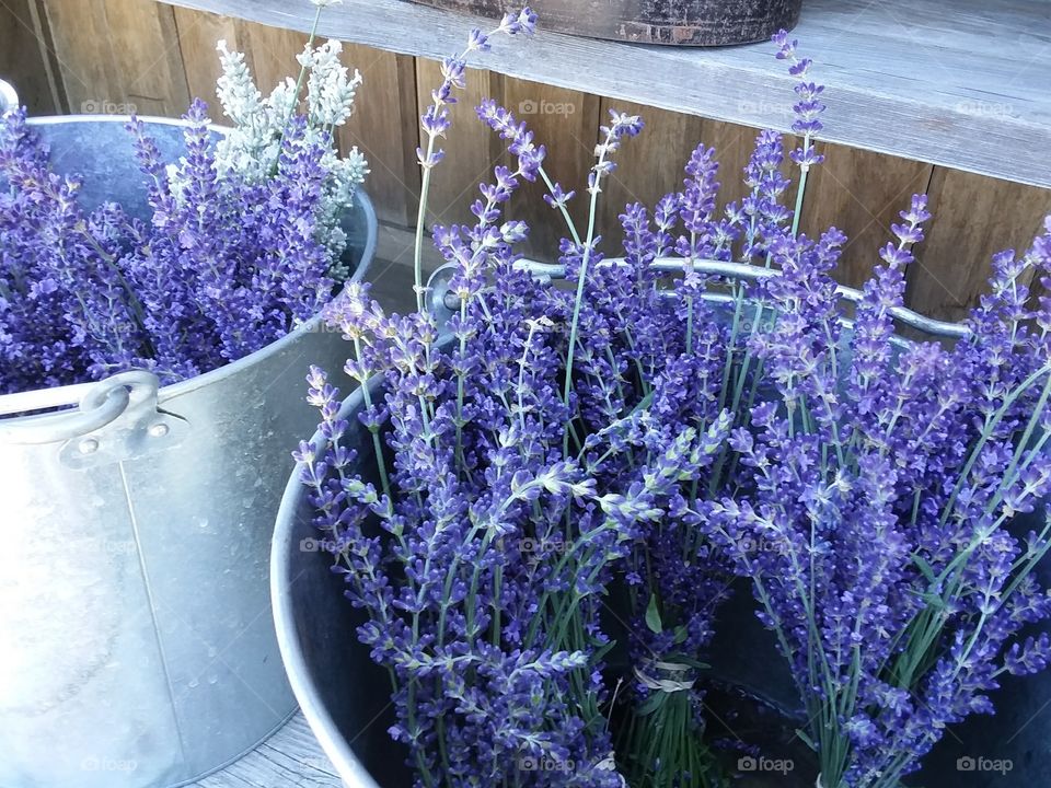 Lavender in bucket on farm