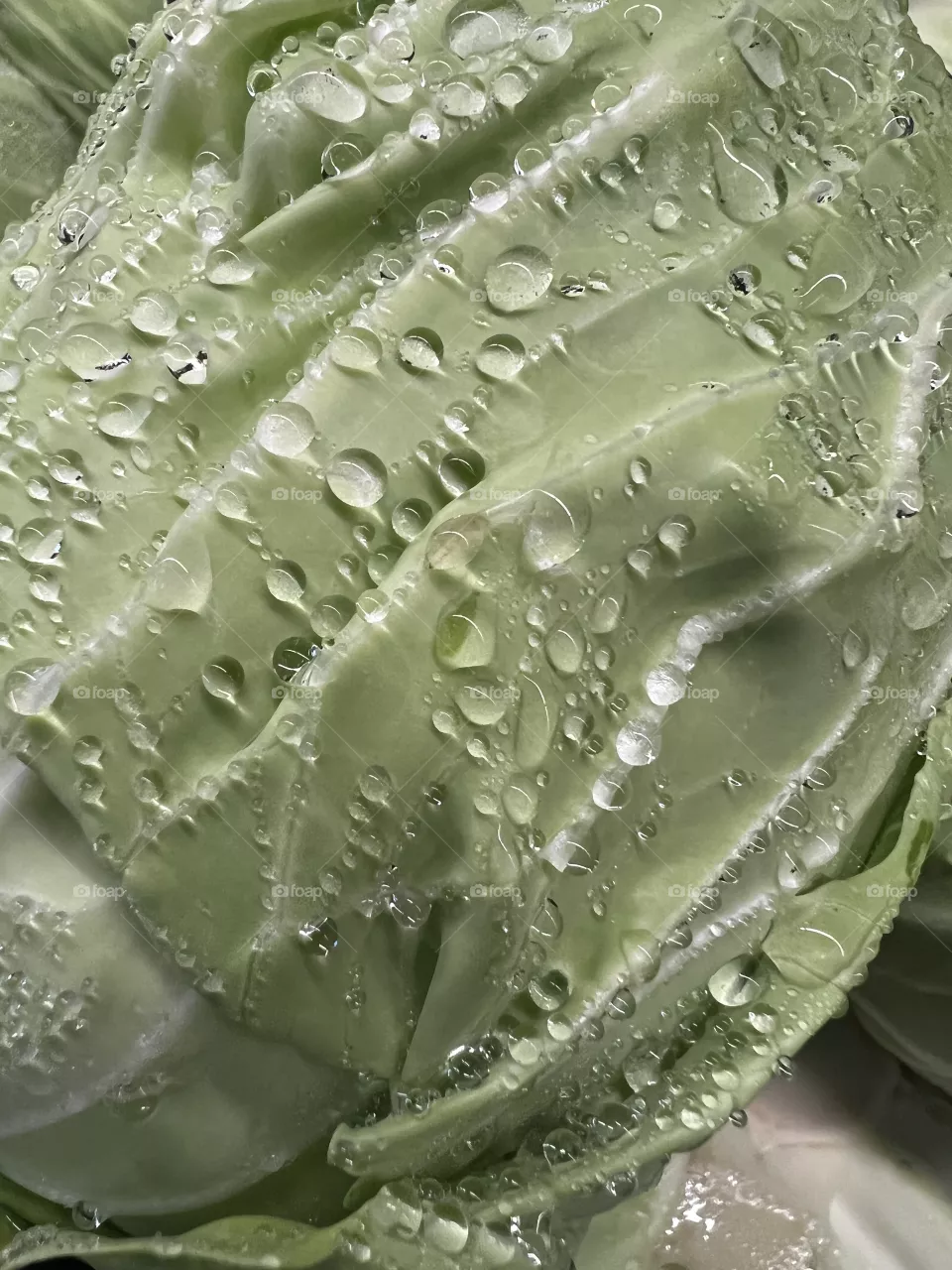 Cabbage 