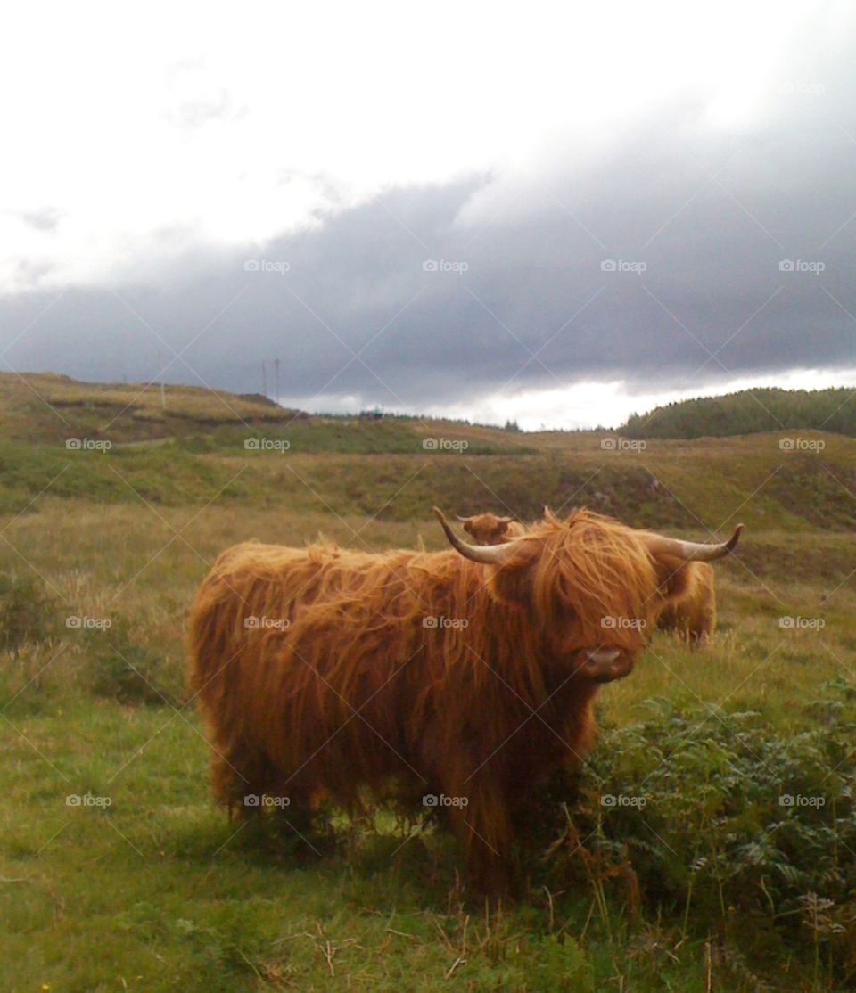 Isle ocow in the isle of Mull Scotland