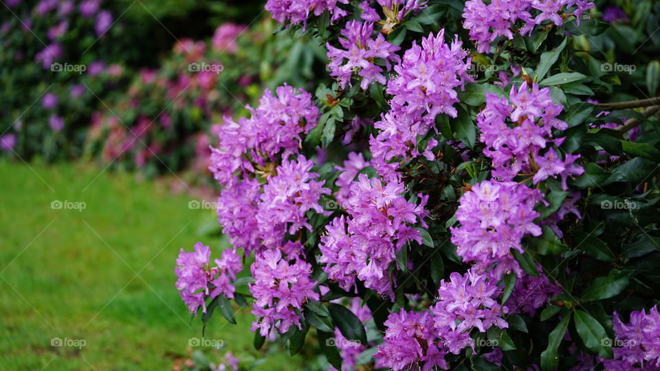 Flowers in a park in Antwerp