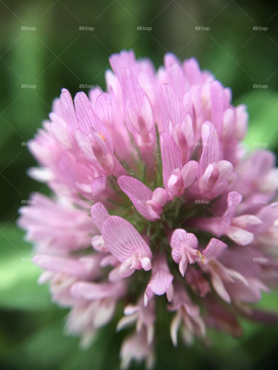 Clover closeup