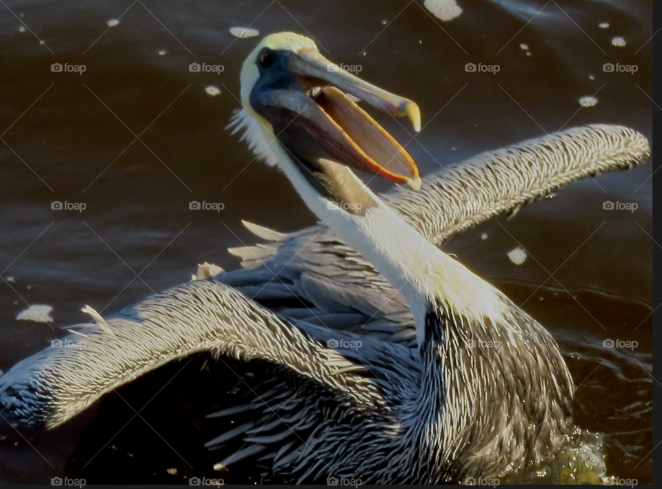 Funny pelican