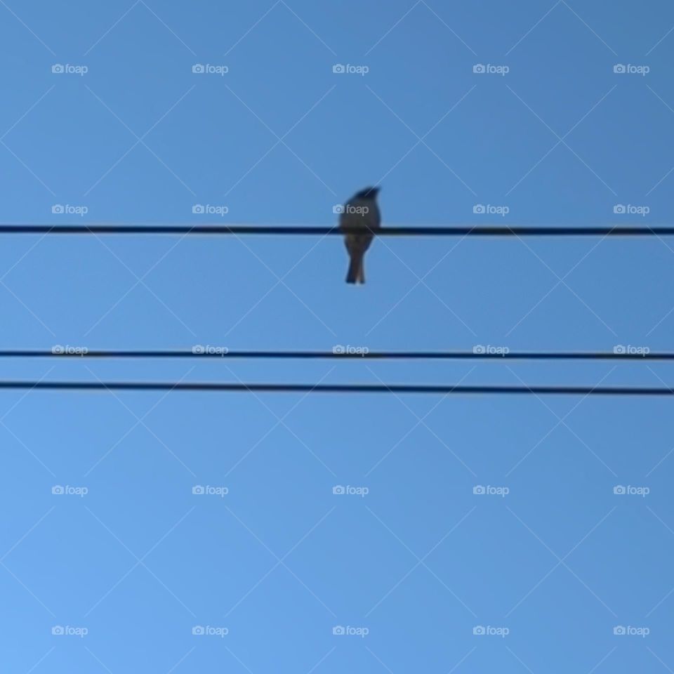 colour single bird in wire