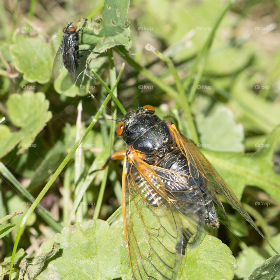 Cicada on the grass