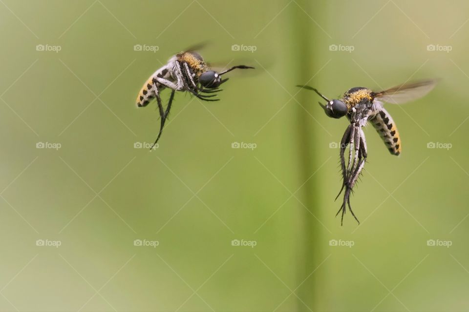 Toxophora amphitea in flight mode