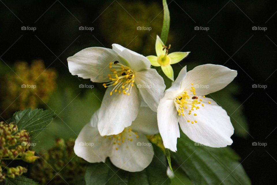 A spring flower