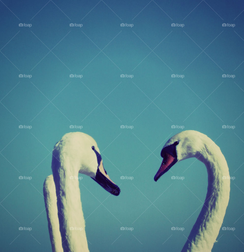 Close-up of two Swans