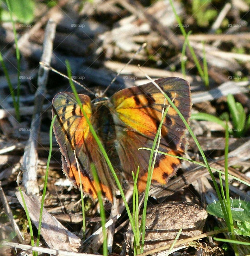 Flamboyant Butterfly