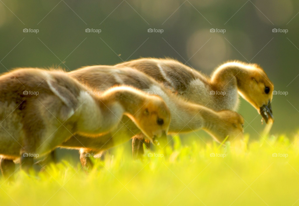 birds geese goslings by lightanddrawing