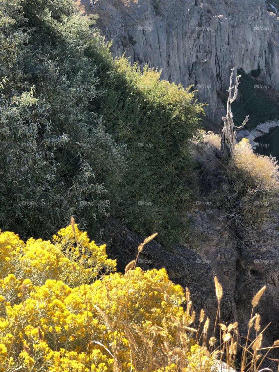 Sunlight on Hillside