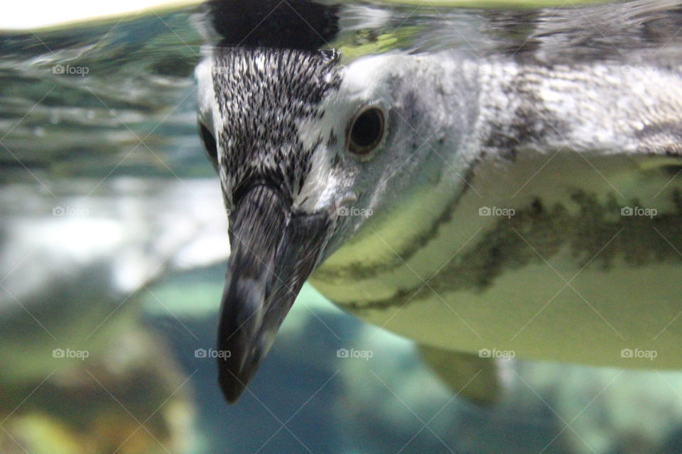 A small penguin swimming on the water's surface.
