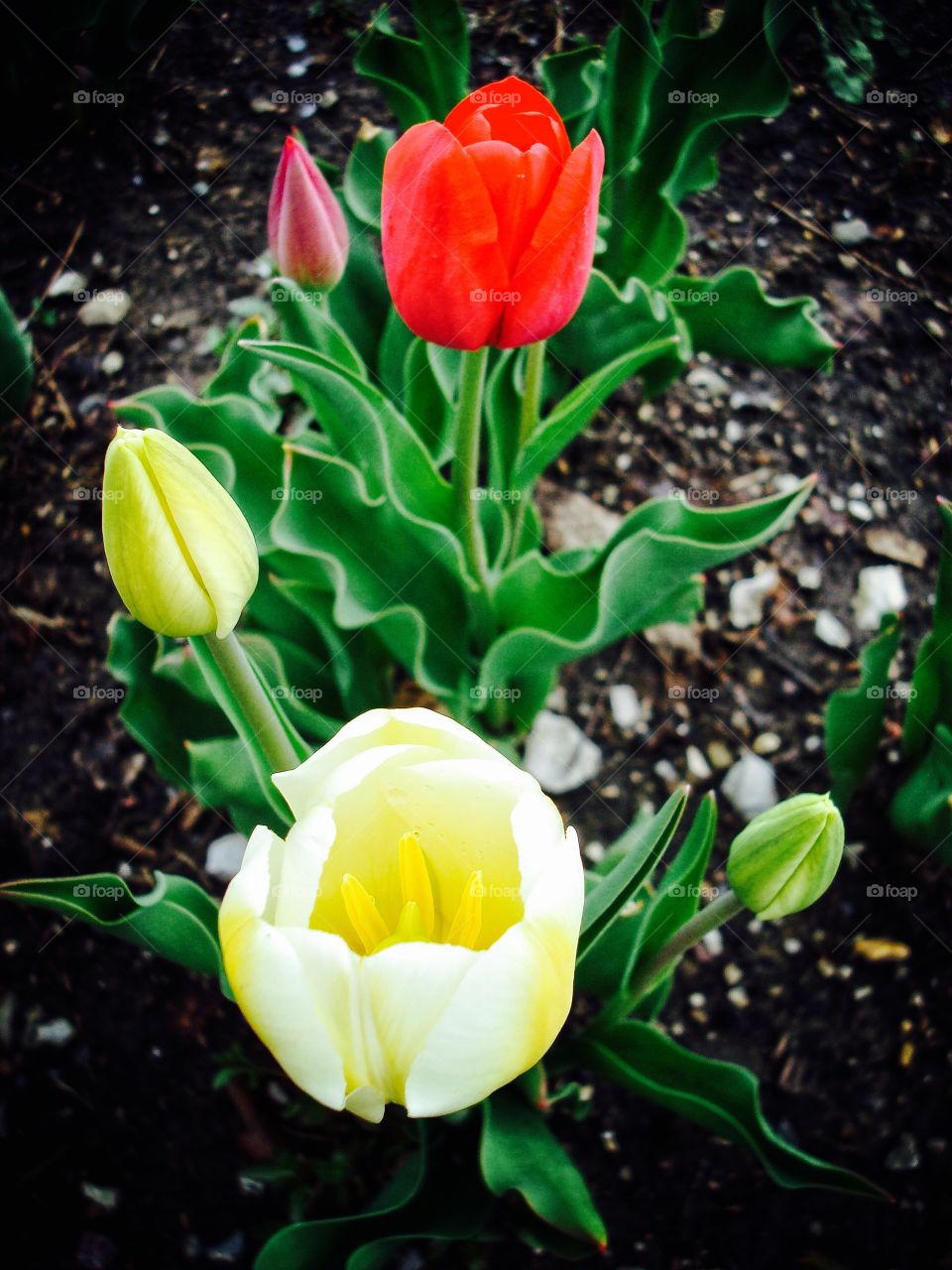 Tulips