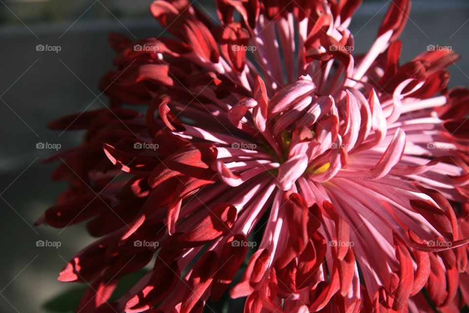 Chrysanthemum 