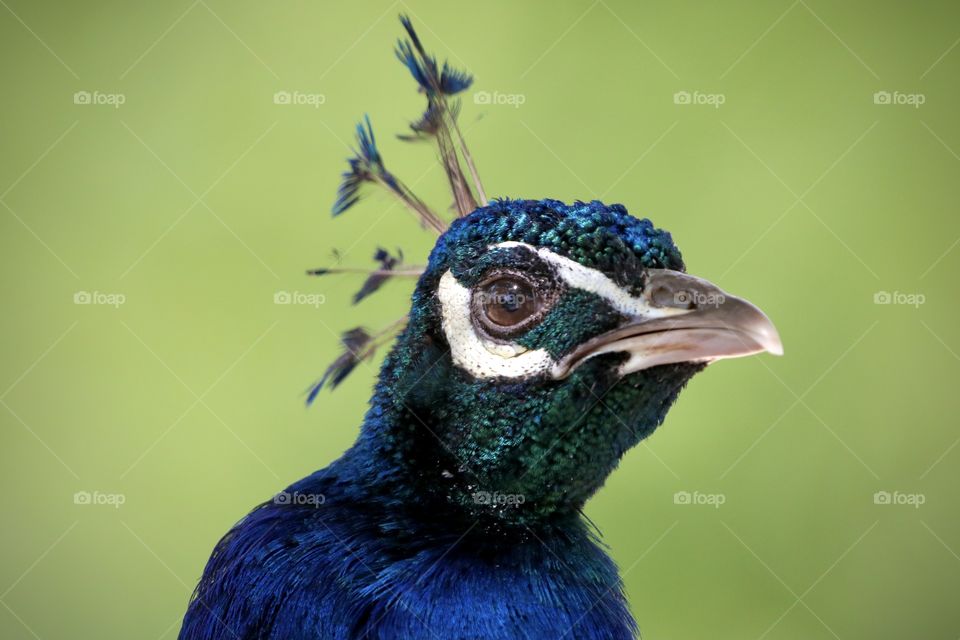 peacock