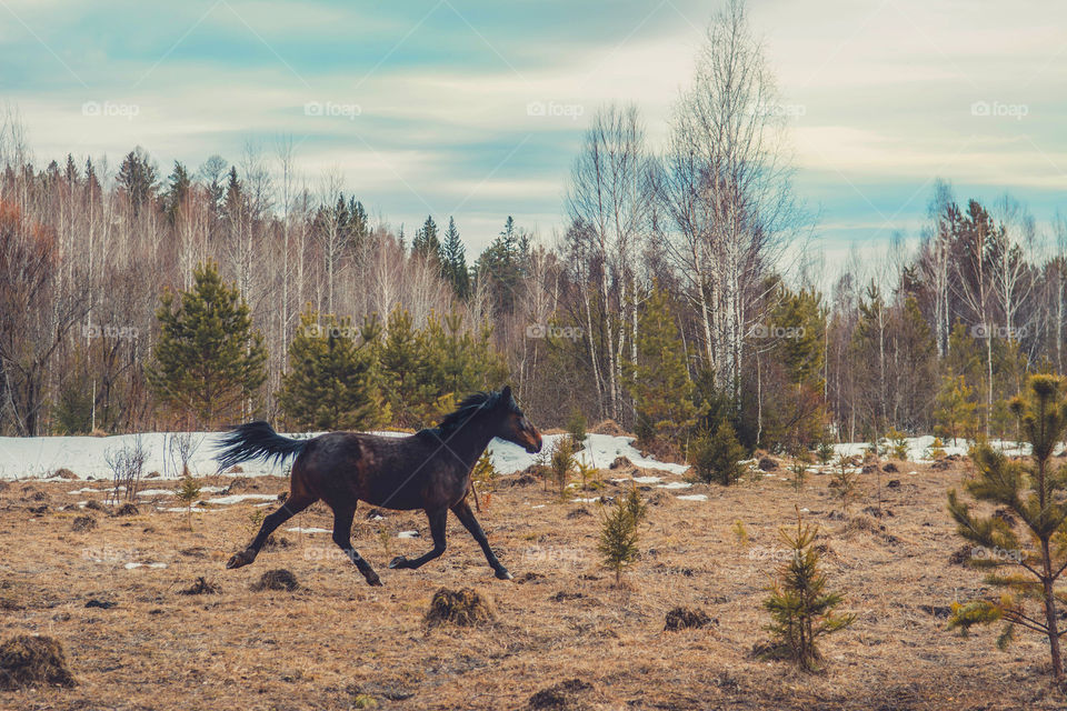 Beautiful horses