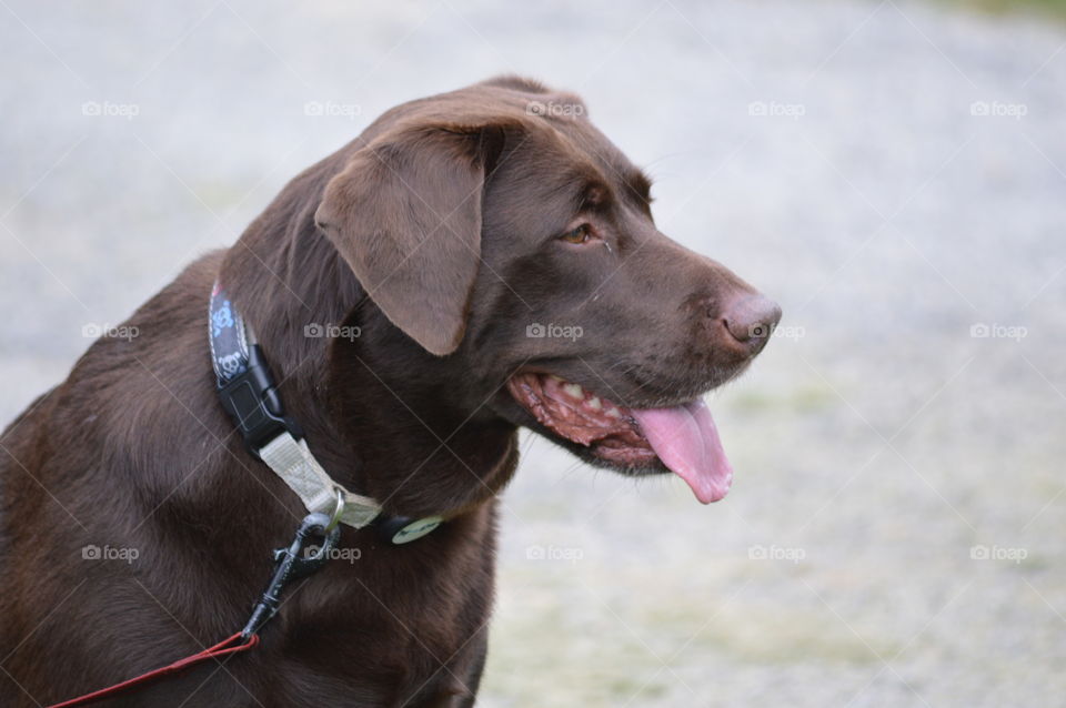 Family Lab watching soccer game