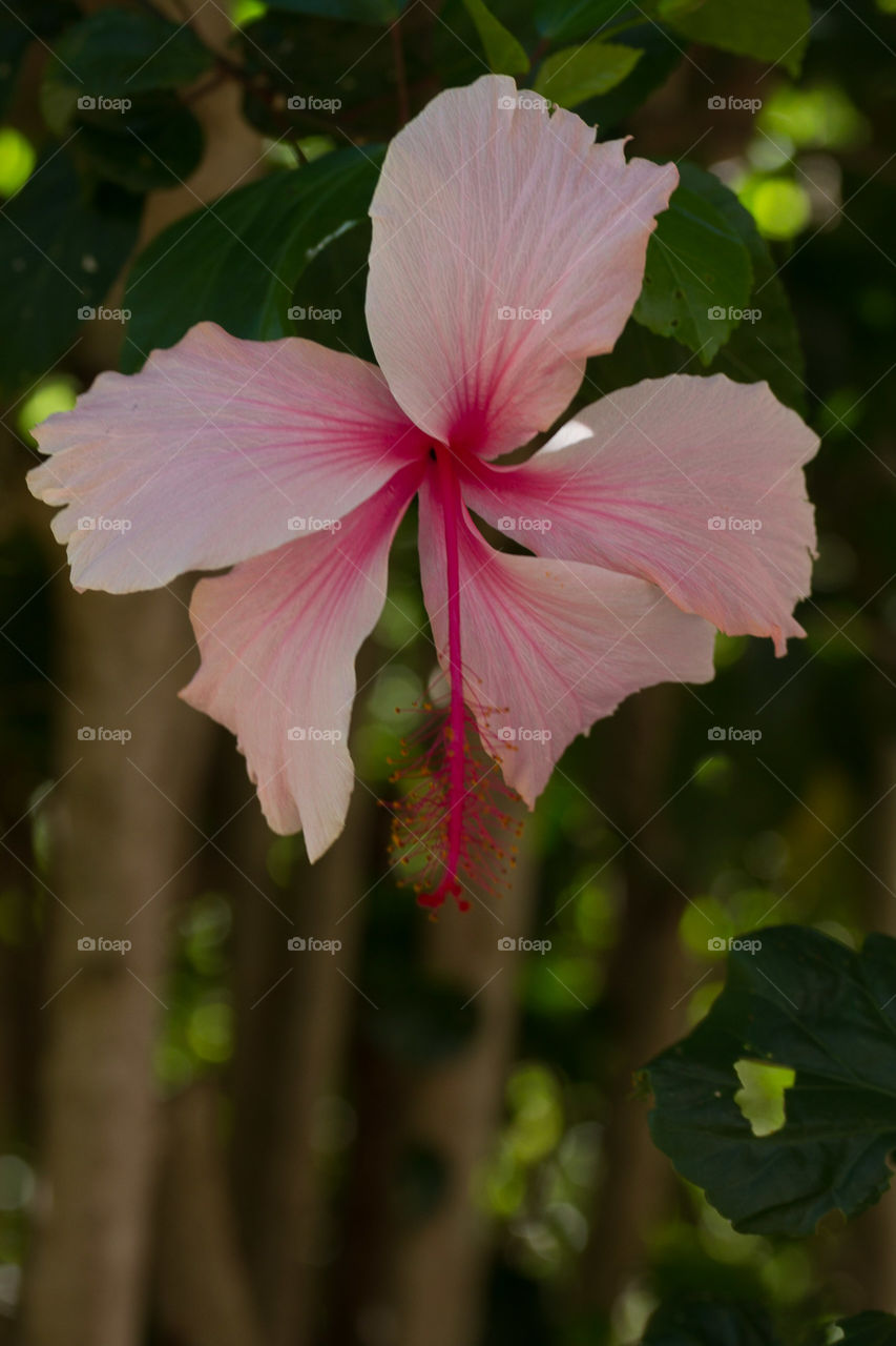 Pink Hibiscus 