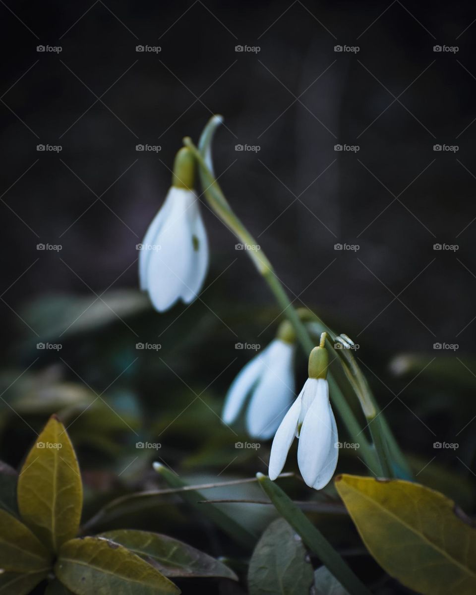 snowdrops