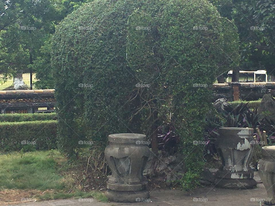Elephant shrub. Outside the Emperor's quarters in the Imperial city of Hue, Vietnam 