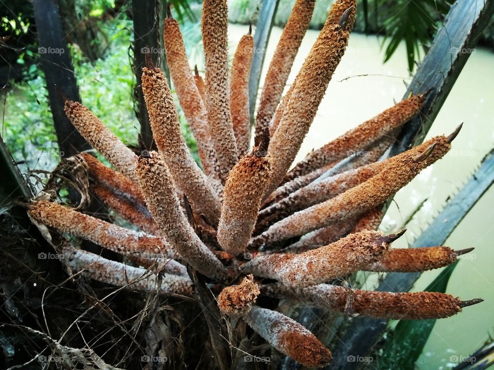 Oil palm flower