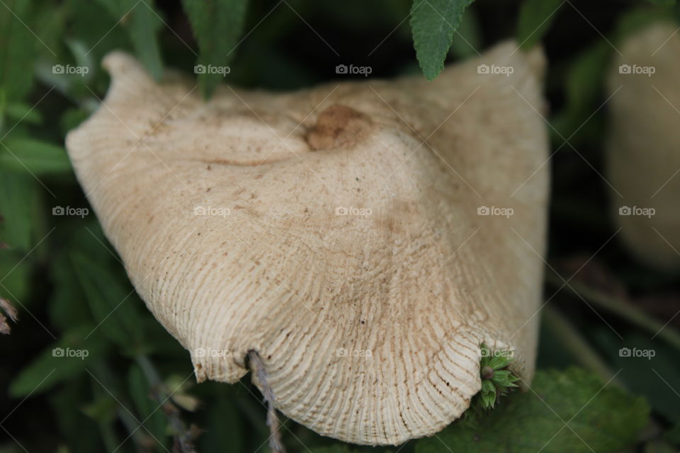 What a fungi!. Mushroom