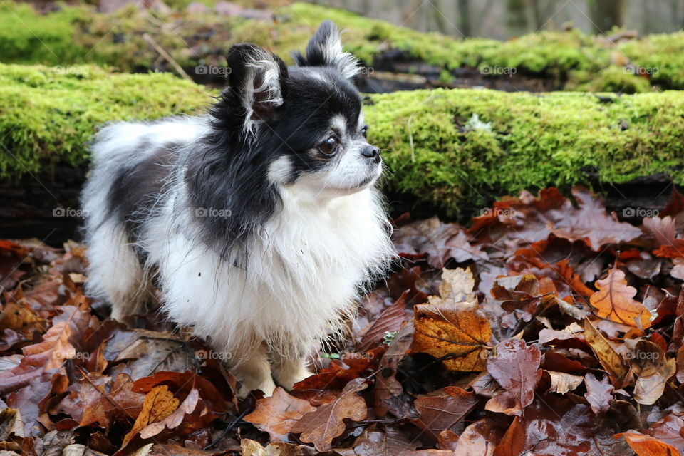 Chihuahua im Herbst