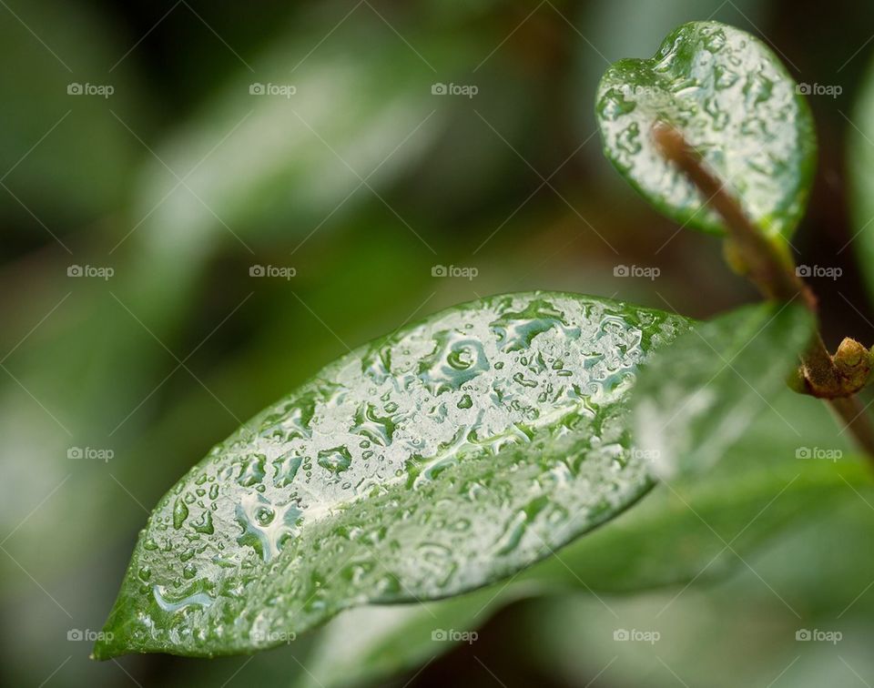 Rain on a leaf